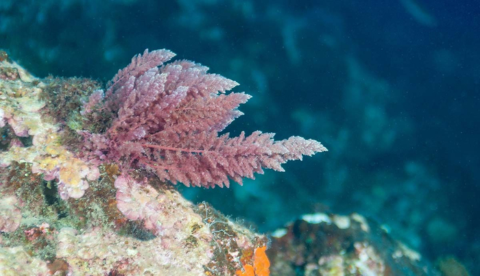 ,     Asparagopsis taxiformis    ,   .  Jesus Cobaleda/ Shutterstock