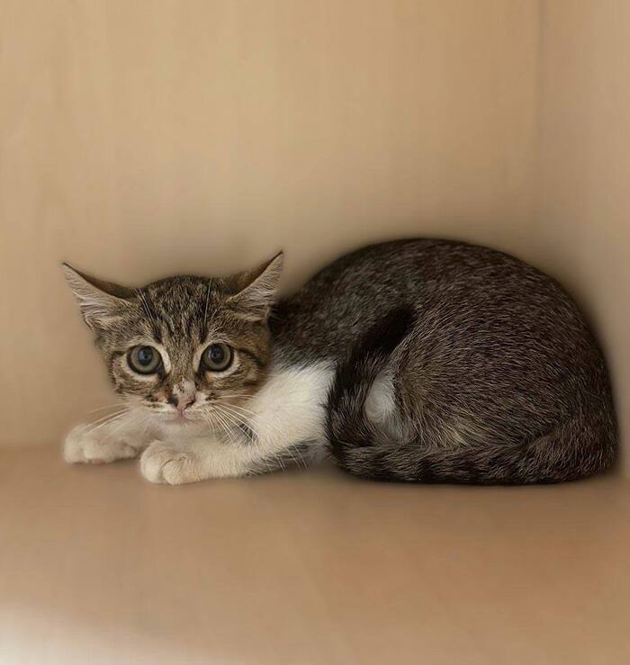 Котенок Ириска из заточения срочно ищет любящую семью!