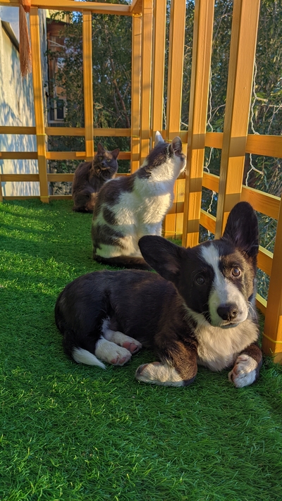 ����������� � �����������