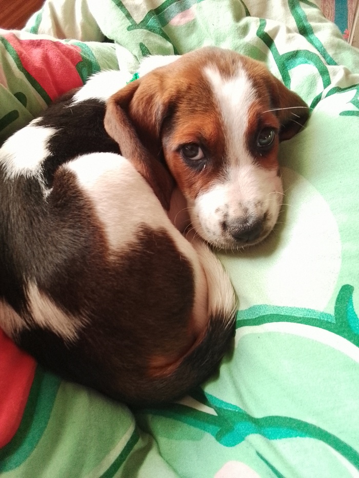 Окалачивется