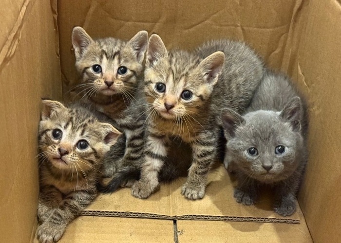 Три тигровых котёнка и дымчатая девочка ищут мам-пап. Находятся в Липецкой области. Доставка по России