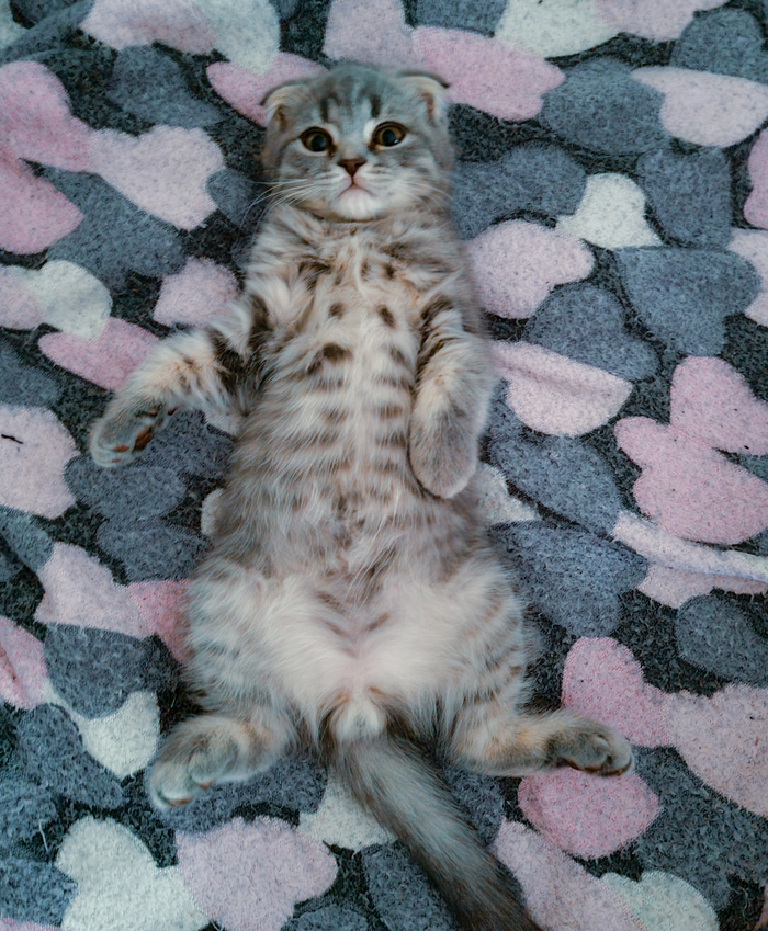 История о том, как мы взяли котенка и почему не отдали его назад даже за 30 000 рублей