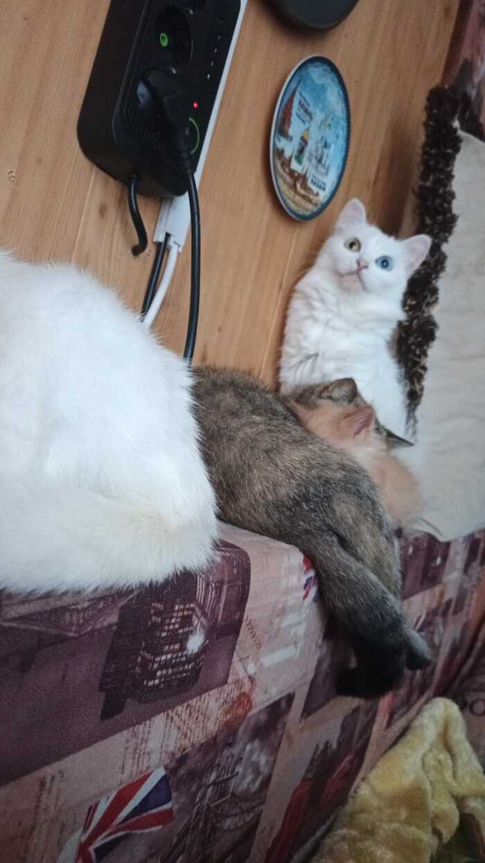  ,    ? ,  ,  