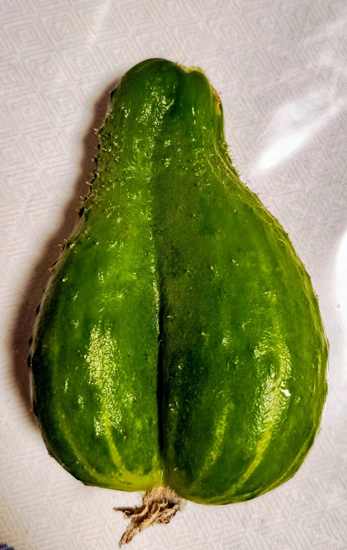 Тест огурца