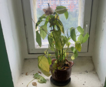 ���������� �������� �����������