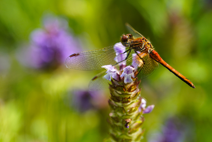 Витражные крылья
