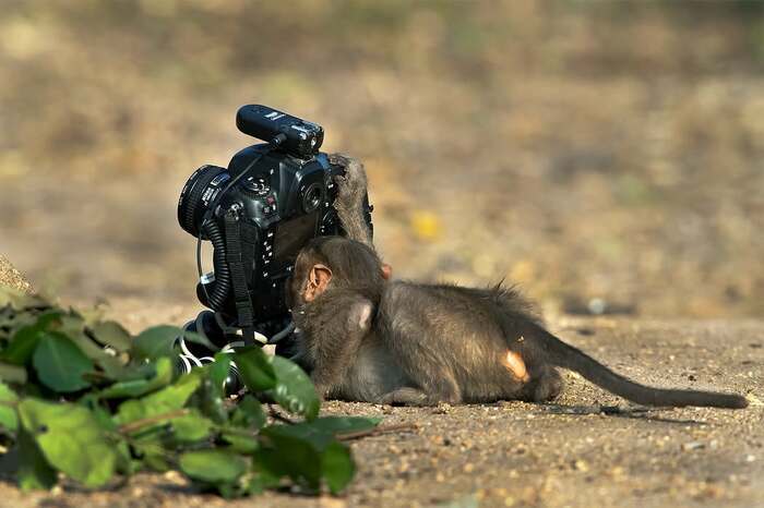 Фотографом может стать каждый