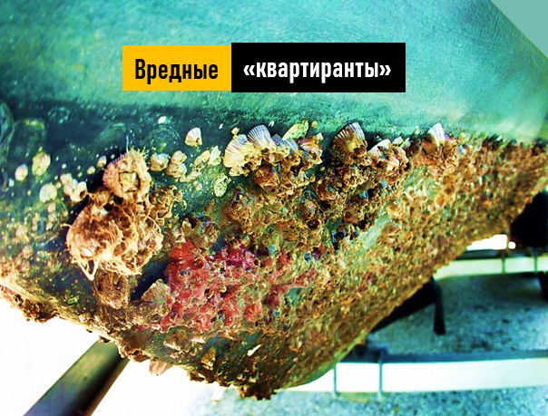 "Морская шуба" для кораблей: как ракушки за год превращают суда в неповоротливые бочки