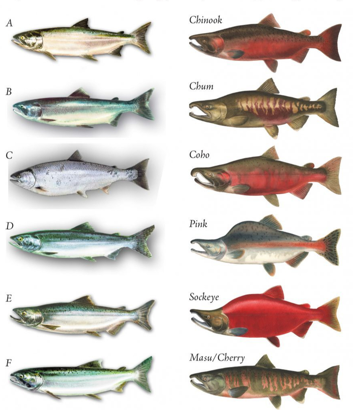     .   1  (, ),   2  (, ).       "" .