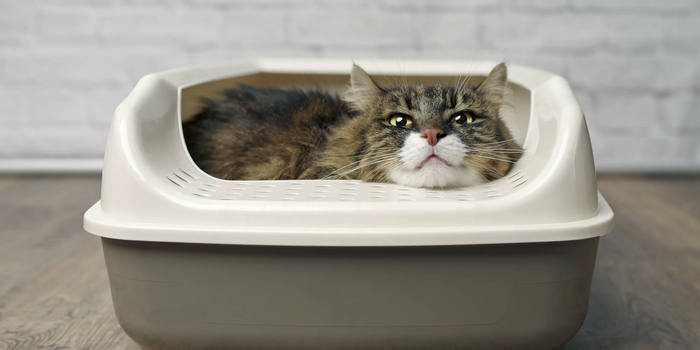     :          .     2025 