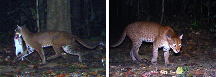 Снимки золотых кошек с фотоловушек: одна уносила добычу, другая демонстрировала свои характерные отметины.