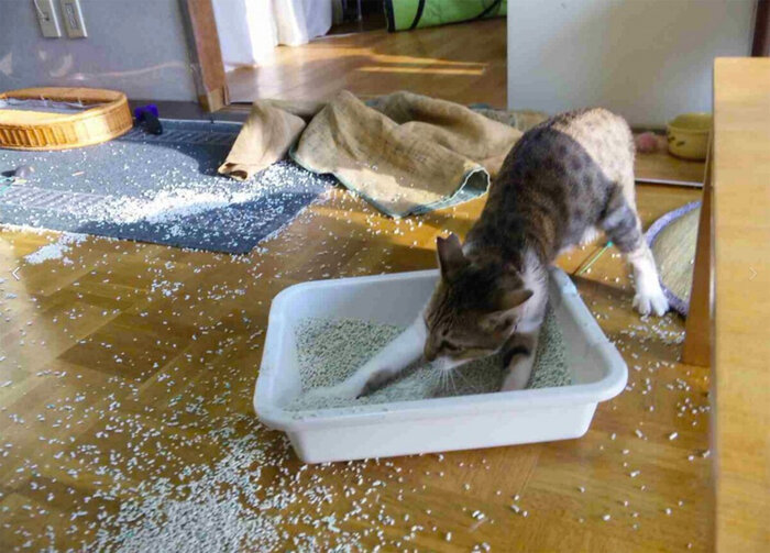     :          .     2025 