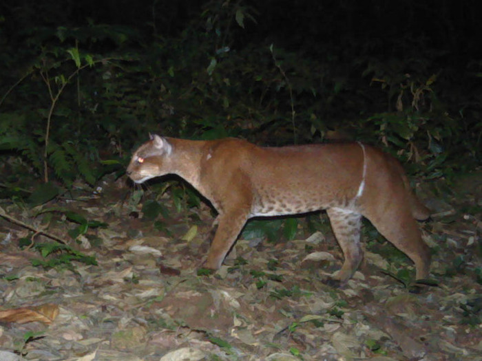 Золотая кошка с петлёй на нижней части живота. Многие кошки не так удачливы и не выбираются из ловушек.