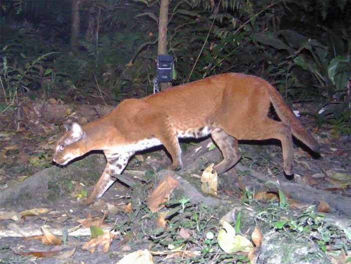 Небольшая, но сильная, золотая кошка в основном охотится на грызунов на лесной подстилке.