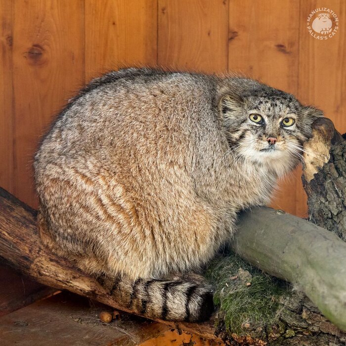 Фото и текст взяты с <a href="https://pikabu.ru/story/pechalnoe_izvestie_13190990?u=https%3A%2F%2Ft.me%2Fmanulization%2F971&t=%D1%82%D0%B5%D0%BB%D0%B5%D0%B3%D1%80%D0%B0%D0%BC%20%D0%BA%D0%B0%D0%BD%D0%B0%D0%BB%D0%B0%20%D0%9C%D0%B0%D0%BD%D1%83%D0%BB%D0%B8%D0%B7%D0%B0%D1%86%D0%B8%D1%8F&h=f60252bb4baa9961343b0a7b94c2afe0794123a0" title="https://t.me/manulization/971" target="_blank" rel="nofollow noopener">телеграм канала Манулизация</a>