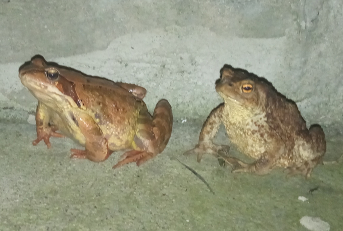 Это среда и две подружки - жабка и лягушка