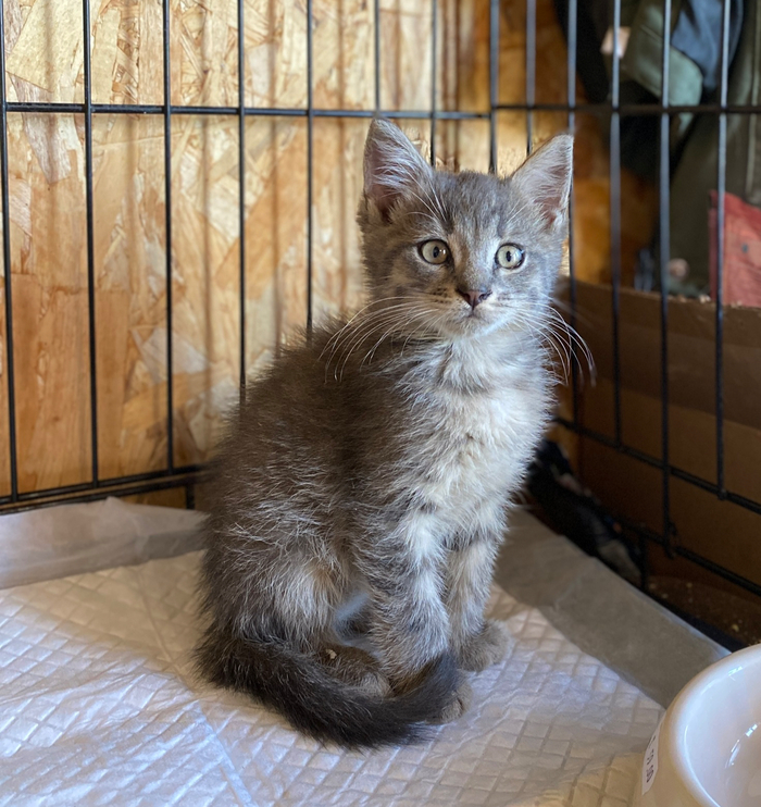 А вообще Рокки ужасно хочет стать домашним 🙏