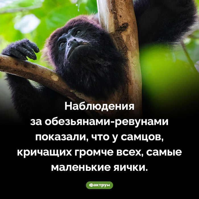 Ответ на пост «В Чечне засняли элитный свадебный кортеж из люксовых автомобилей, общей стоимость в несколько миллиардов рублей»