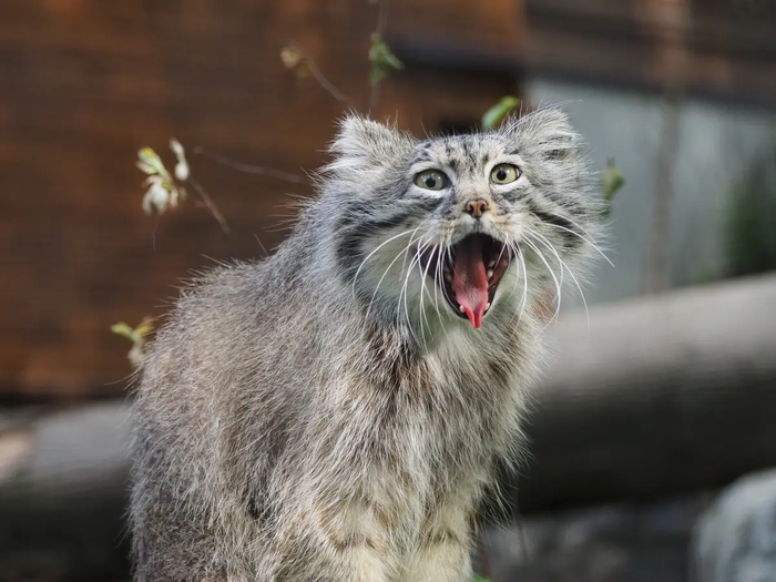   zoogdansk.    <a href="https://pikabu.ru/story/dobrogo_dnya_ot_manuyelya_13194610?u=https%3A%2F%2Fmanulization.ru%2Fmanuls%2Faytas%2Fphotos%2FPYzXKW9Zcrtr8g8Y&t=manulization.ru&h=1fe2cb915185eeb13c17b909b812754acb17a97f" title="https://manulization.ru/manuls/aytas/photos/PYzXKW9Zcrtr8g8Y" target="_blank" rel="nofollow noopener">manulization.ru</a>