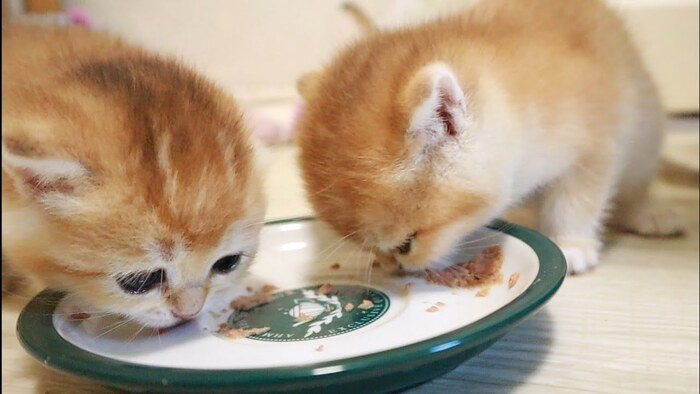 Чем кормить котенка: сухой корм, натуральное питание или смешанный рацион?