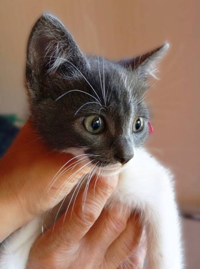 Детки из Холодной клетки ищут добрые семьи!