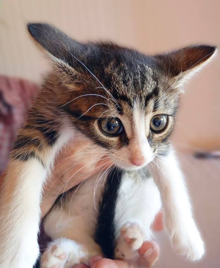 Детки из Холодной клетки ищут добрые семьи!