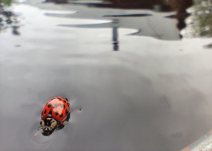 «Божья коровка,Улети на небо,Улети на небо,Принеси мне хлеба,Принеси мне хлебаЧерного и белого,Черного и белого,Только не горелого»