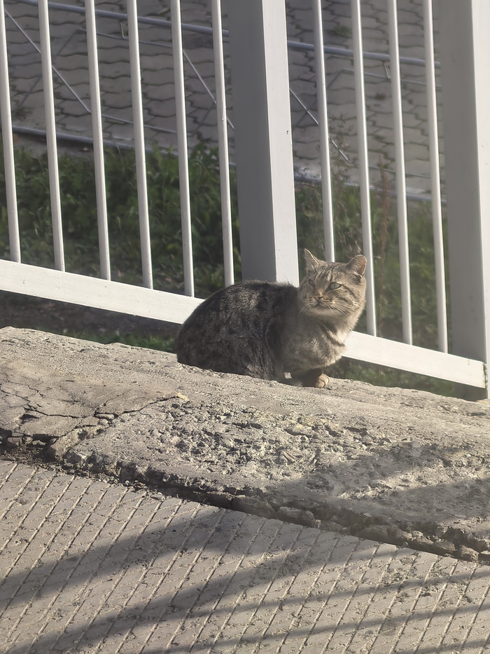 ���� �������� (����� ������)