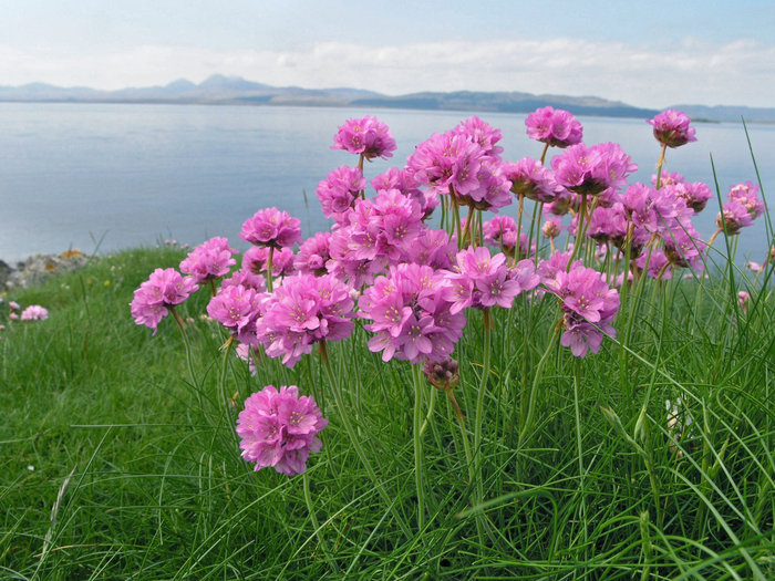  , .  William Milliken   <!--noindex--><a href="https://pikabu.ru/story/tsvetyi_rossii_armeriya_primorskaya_13212700?u=http%3A%2F%2Fkew.org&t=kew.org&h=e68d75140044acd681e70a7e1e4125260d3a8032" title="http://kew.org" target="_blank" rel="nofollow noopener">kew.org</a><!--/noindex-->.