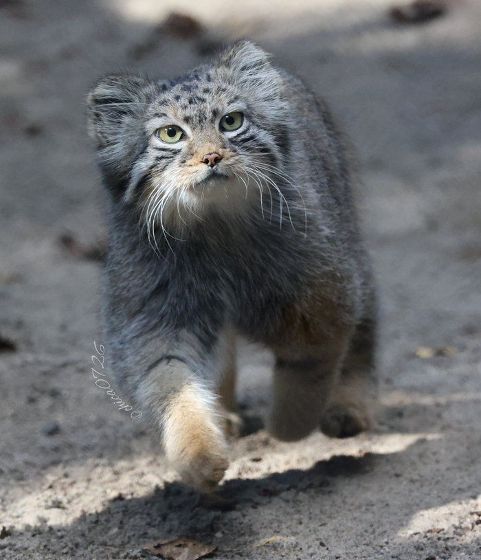 Летящей походкой бегу я с работки!