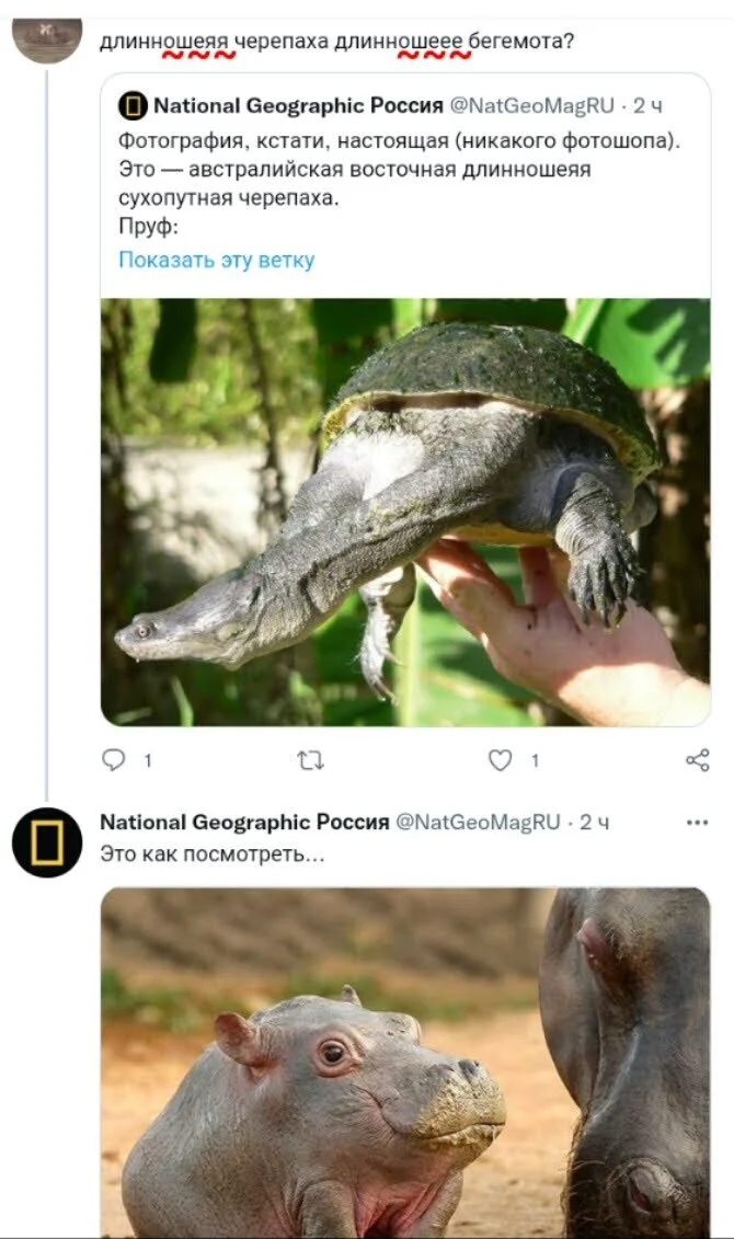The animal world is amazing - Series Living world, Humor, Screenshot, X (Twitter), Comments, The national geographic, Turtle, hippopotamus, Neck, Comparison, Animals