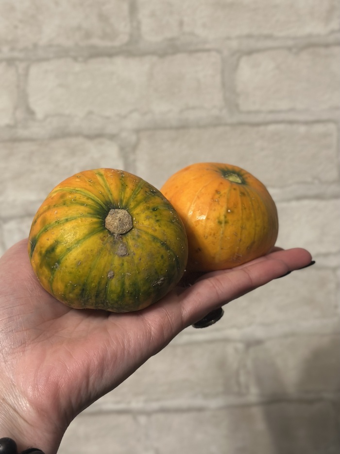 Ответ на пост «Погрузка тыкв 1000кг+»