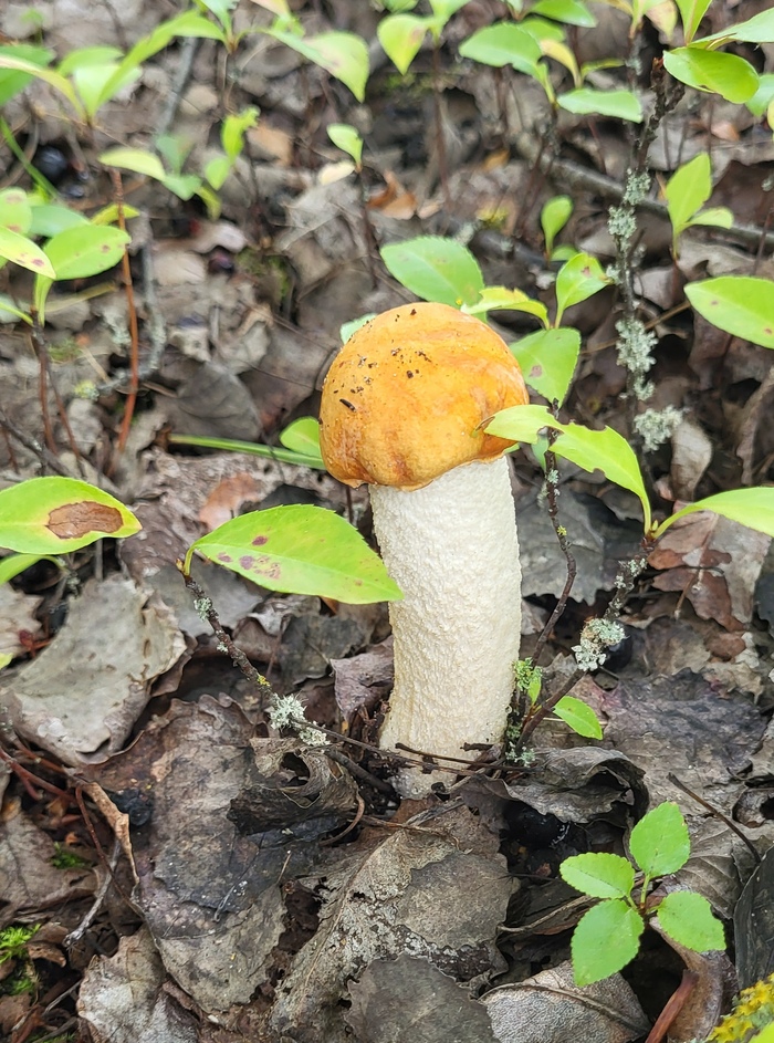 Подосиновик