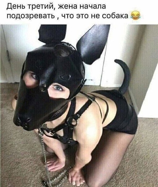 Собака-подозревака