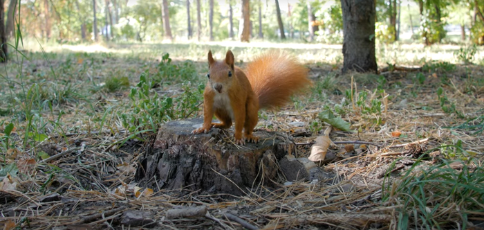 Домик для белки, который изменил всё