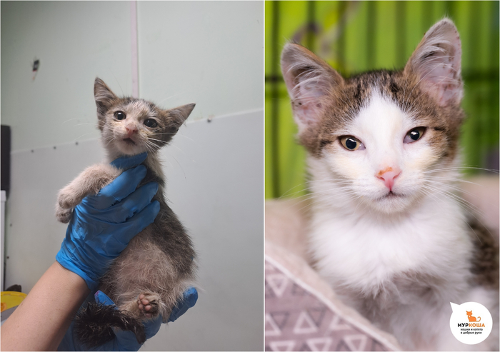 Котёнок Абажур, 3 месяца. Найден на улице.