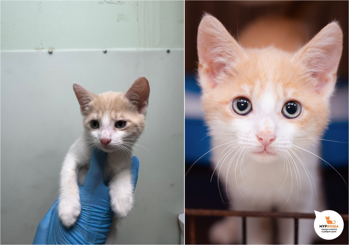 Котёнок Салютик, 3 месяца. Приехал с передержки.