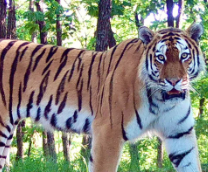 �������� ���� 2