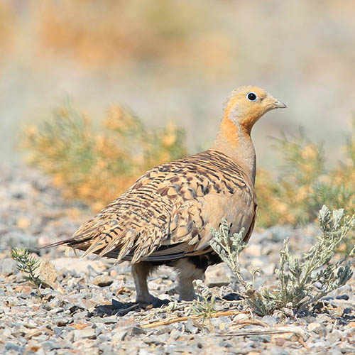   Syrrhaptes paradoxus.  <a href="https://pikabu.ru/story/ptitsakopyitka_13211747?u=https%3A%2F%2Fwww.egir.ru%2Fbird%2F134.html&t=%D0%BE%D1%82%D1%81%D1%8E%D0%B4%D0%B0&h=a487732e47d9f1f394a29d162666f8e03cb4df65" title="https://www.egir.ru/bird/134.html" target="_blank" rel="nofollow noopener"></a>