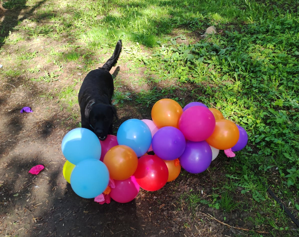 Локки обожает воздушные шары. На одной из прогулок мы нашли это чудо, которое осталось от праздника. Весело бегали и лопали шары. Пес был в восторге