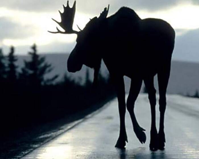 Моя встреча с лосём вживую