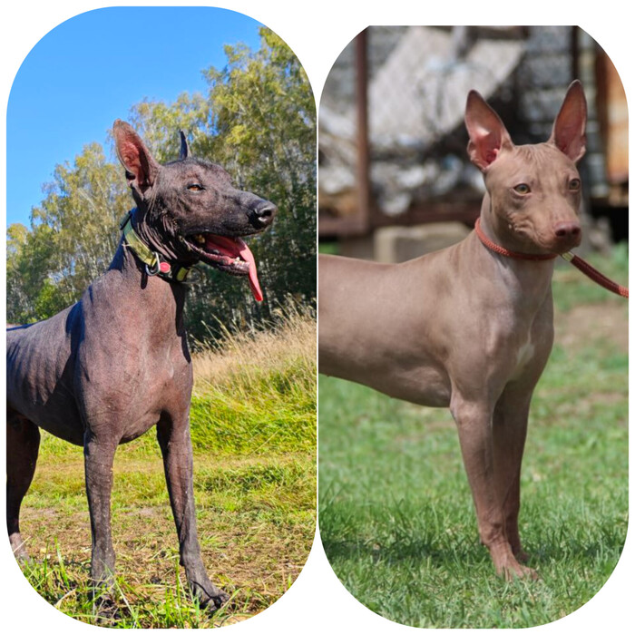 Американский голый терьер или ксолоитцкуинтли. Кого же выбрать?