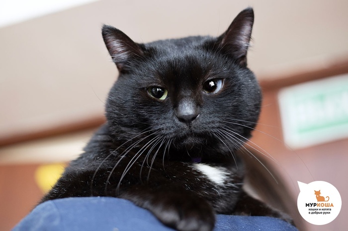 Кот Брикки, 3 года, приехал с передержки.