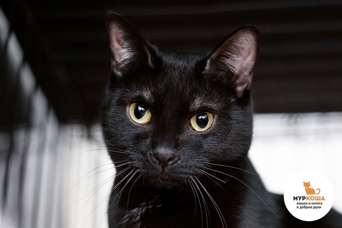 Кошка Брекста, 1 год, приехала с передержки.