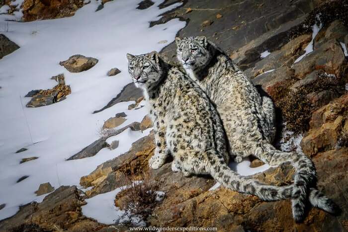 Подросшие детёныши