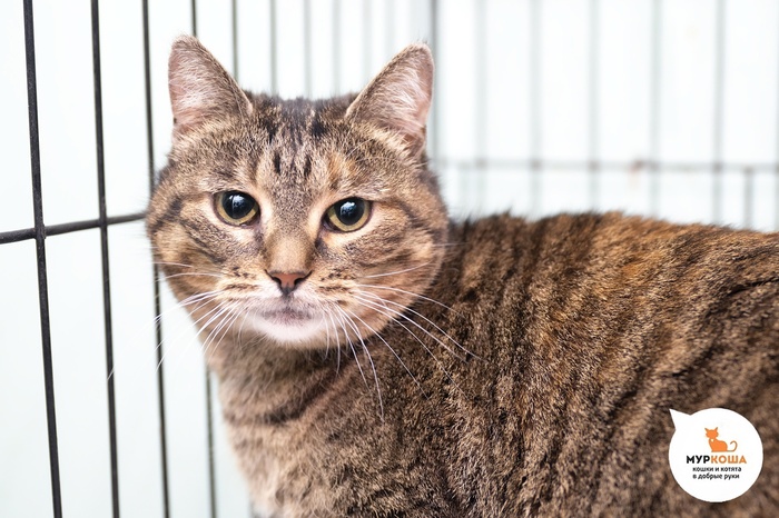 Кошка Лекана, 3 года, жила в гараже.