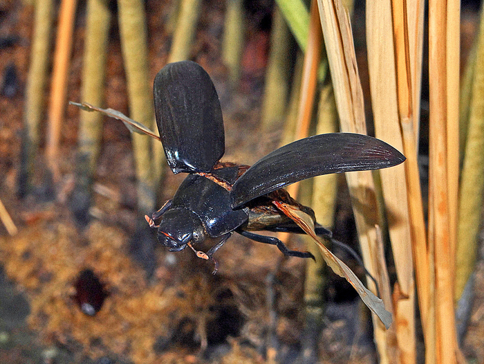 Редчайший снимок дневного полёта.