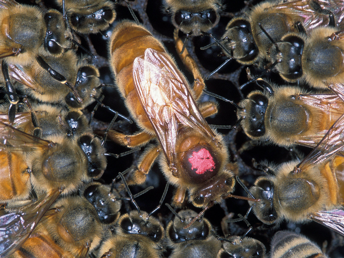 Расцветка пчелиной матки не имеет отличительных признаков. Однако пчеловоды используют специальные маркеры.