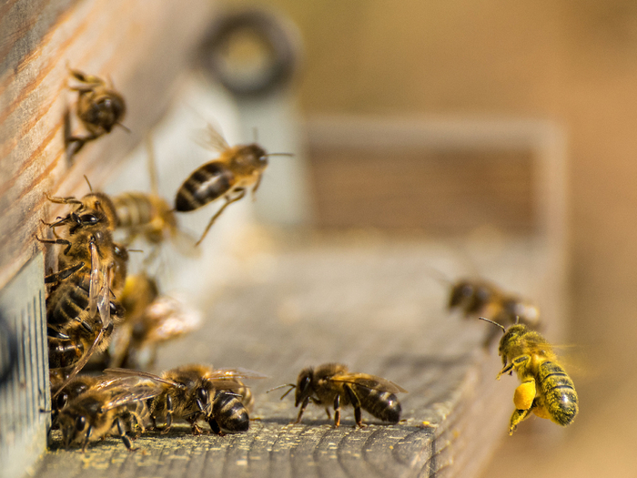 Если в улье возникает недобор в определённой профессии, то пчёлы замещают друг друга.