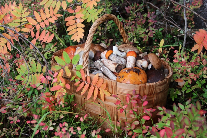 ������������� �������